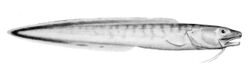 Genypterus blacodes.jpg