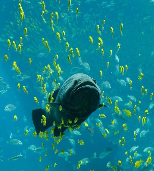 File:Georgia Aquarium - Giant Grouper edit.jpg