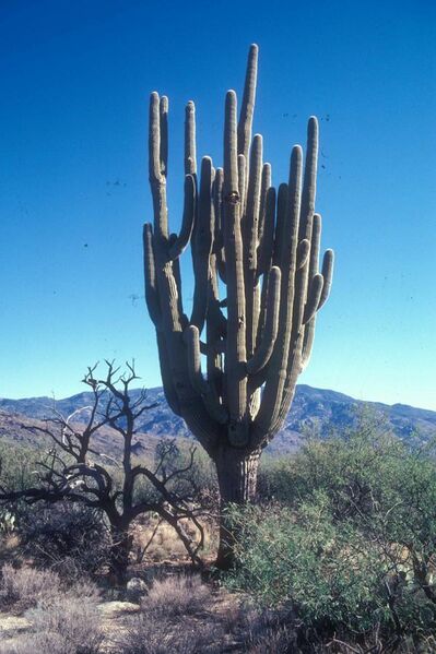 File:Grand-daddy, the largest saguaro.jpg
