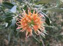 Grevillea Apricot Glow.jpg