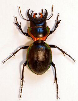 Ground Beetle (Mouhotia gloriosa) (8362194924).jpg