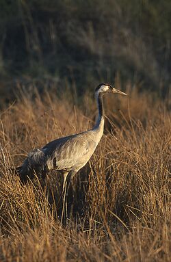 Grus grus 2 (Marek Szczepanek).jpg