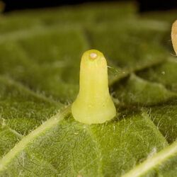 Hackberry Aciculate Gall.jpg