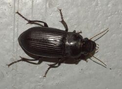 Harpalus P1020194a.jpg