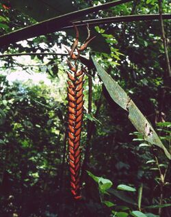 Heliconia stilesii 1.jpg