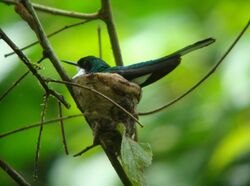 Heliothryx barroti on nest.jpg