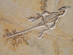 Homeosaurus maximiliani, lizard, Jurassic, Solnhofen Limestone, Eichstatt, Bavaria, Germany - Houston Museum of Natural Science - DSC01988.JPG