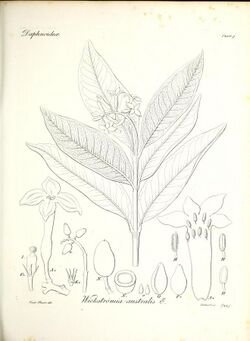 Iconographia generum plantarum (11464835926).jpg