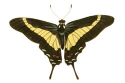 Illustrations of Exotic Entomology Papilio Asius.jpg