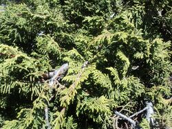 Juniperus monticola.jpg