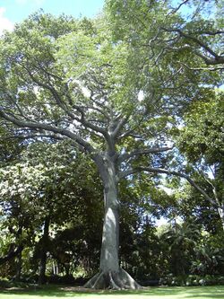 Kapok tree Honolulu.jpg