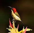 LOVELY SUNBIRD.jpg