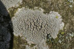 Lecanora carpinea 61571238.jpg