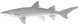 Lemon shark (Duane Raver).png