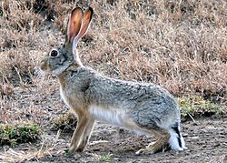 Lepus capensis (cropped).jpg