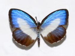 Lycaenidae - Danis species.JPG