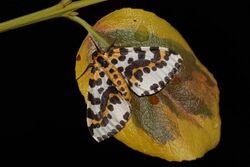 Magpie moth (Abraxas grossulariata).jpg