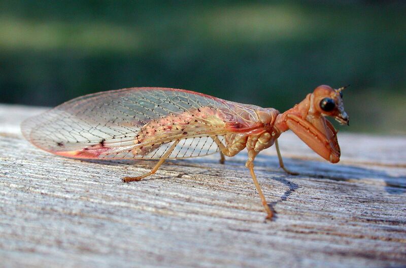 File:Mantispidae fg1.jpg