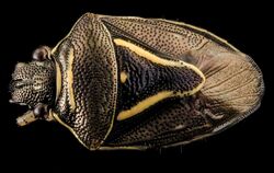 Mormidea lugens, U, Back, MD, PG County 2013-07-31-20.03.34 ZS PMax.jpg