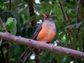 Mountain thrush.jpg