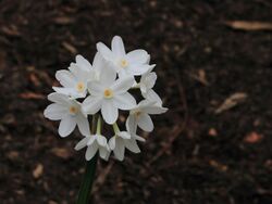 Narcissus papyraceus 'Paperwhite' 02.JPG