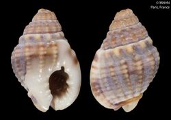 Nassarius deshayesianus (MNHN-IM-2000-6570).jpeg