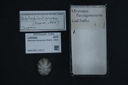 Naturalis Biodiversity Center - RMNH.MOL.136172 - Patelloida lentiginosa (Reeve, 1855) - Lottiidae - Mollusc shell.jpeg
