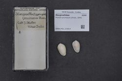 Naturalis Biodiversity Center - RMNH.MOL.215814 - Prunum pruinosum (Hinds, 1844) - Marginellidae - Mollusc shell.jpeg