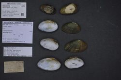 Naturalis Biodiversity Center - ZMA.MOLL.210677 - Villosa fabalis (Lea, 1831) - Unionidae - Mollusc shell.jpeg