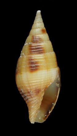 Nebularia contracta (MNHN-IM-2013-10345).jpeg
