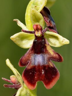 Ophrys insectifera - Niitvälja2-crop.jpg