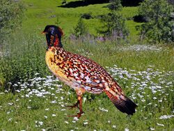 Phasianidae - Tragopan caboti (Cabot's tragopan).JPG