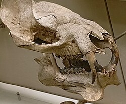 Prodinoceras skull.jpg