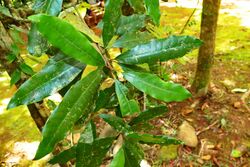 Photograph of Pycnandra acuminata branch with leavea
