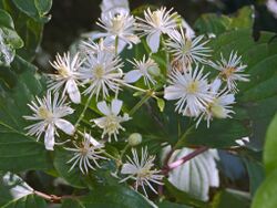 Ranuncolaceae - Clematis vitalba-1.JPG