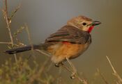 Rhodophoneus cruentus -Buffalo Springs National Park, Kenya-8.jpg