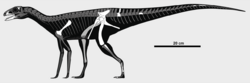 Sacisaurus skeletal.png