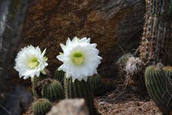 Saguaro flower.jpg