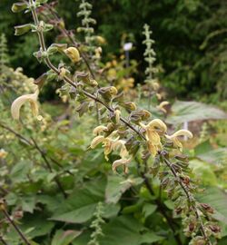 Salvia nubicola flower.jpg