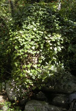 Sarcopetalum harveyanum.jpg