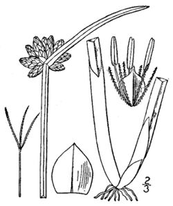 Schoenoplectus mucronatus BB-1913.jpg