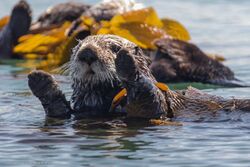 Sea Otters (Enhydra lutris), from a raft of about 15, (8625968237).jpg