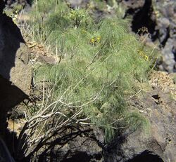 Sonchus capillaris 97C31.jpg