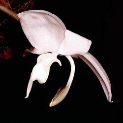 Stanhopea candida Orchi 001.jpg