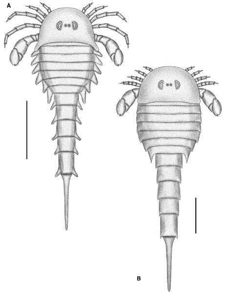 File:Strobilopterus proteus juveniles.jpg