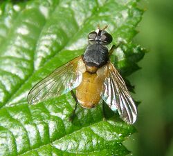 Subclytia-rotundiventris-Tachinid-fly-20090604a.jpg