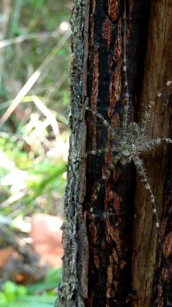 Syntrechalea sp. - Flickr - Alex Popovkin, Bahia, Brazil (2).jpg