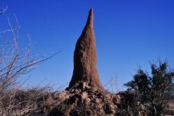 Termite's nest.jpg