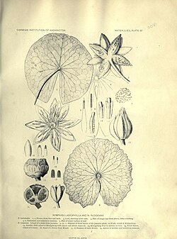 The waterlilies (Plate 22) (7060881413).jpg