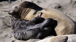 Three northern elephant seal pups nursing from a single female
